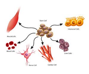 Different Types of Stem Cells - Infographic