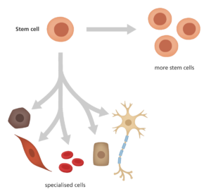 How Do Stem Cells Work - Stem Cell Diagram 