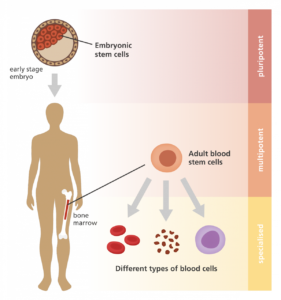 How Do Stem Cells Work - Type of Stem Cells